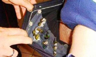 curiosita arrestato con 66 uccelli vivi nei pantaloni