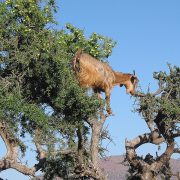 curiosità sulle capre marocchine che mangiano le bacche di argan