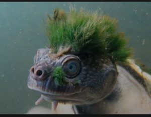 curiosità sulla tartaruga punk