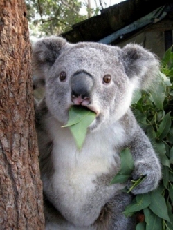 koala curiosità dal mondo