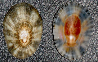 patella mollusco curiosità dal mondo