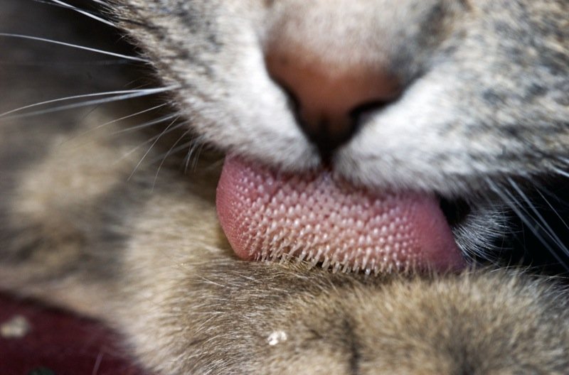 curiosità sulla lingua ruvida e spinosa del gatto